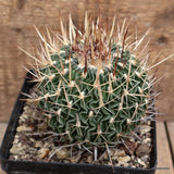 D4219 ECHINOFOSSULOCACTUS LAMELLOSUS pot12-H10-W11 cm MaMa Cactus Green Plant