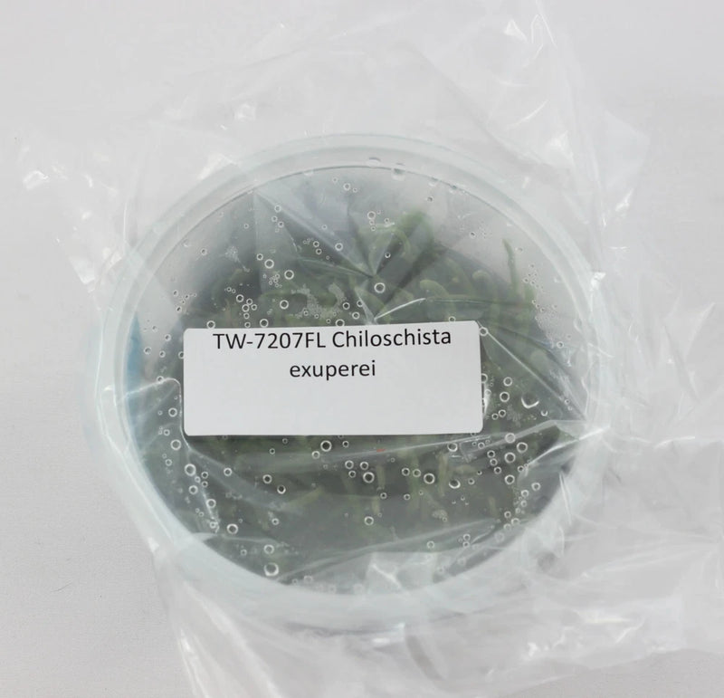 Sealed orchid culture flask with green plantlets and label TW-7207FL Chiloschista exuperei