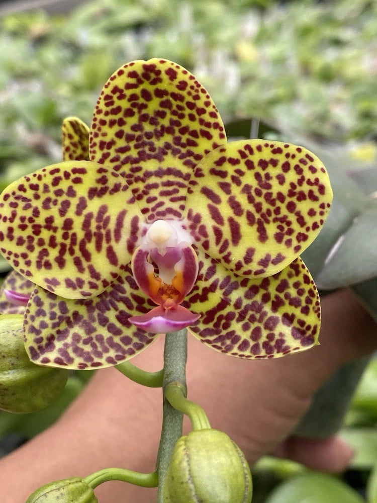 Speckled Phalaenopsis orchid flower with pink center and yellow petals