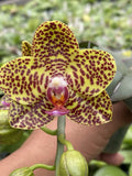 Original Phal Phalaenopsis Joy Fortune Diamond x gigantea-FRAGRANT Orchids