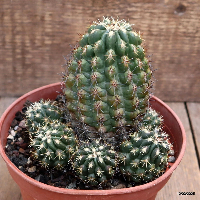 D2831 THELOCACTUS LEUCANTHUS pot15-H13-W13 cm MaMa Cactus Green Plant