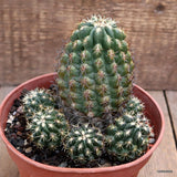 D2831 THELOCACTUS LEUCANTHUS pot15-H13-W13 cm MaMa Cactus Green Plant