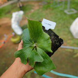 Platycerium Elemaria Jungle Plant Green Plant