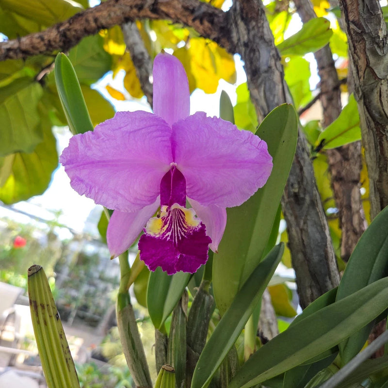 Purple Cattleya orchid with broad petals and a dark magenta center on green stems