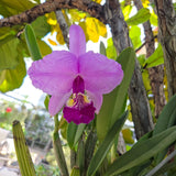Cattleya Species-CV-Cattleya lueddemanniana 'Purple Heart' Orchids