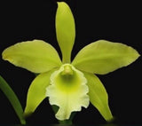 Rlc Everything Nice ÔShowtimeÕ Green White Fragrant Mericlone Orchid 2.5Ó Pot Orchids