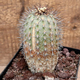 D3395 ACANTHOCALYCIUM COPIAPOIDES pot14-H14-W7 cm MaMa Cactus Green Plant
