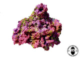 ARK Island Dreams Dry Reef Rock Aragonite, Aquariums Live Anemone