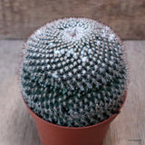 D7611 MAMMILLARIA SP. pot10-H10-W10 cm MaMa Cactus Green Plant