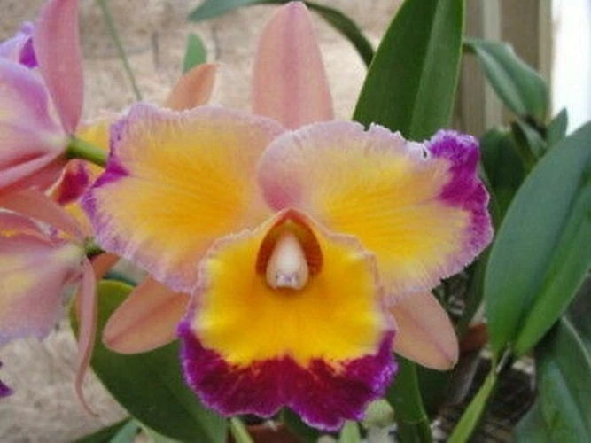Yellow and purple orchid bloom with ruffled petals on green leaves