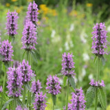 Wood Betony Seeds (Stachys officinalis) ~Traditional Herb Pollinator Garden Garden Plants