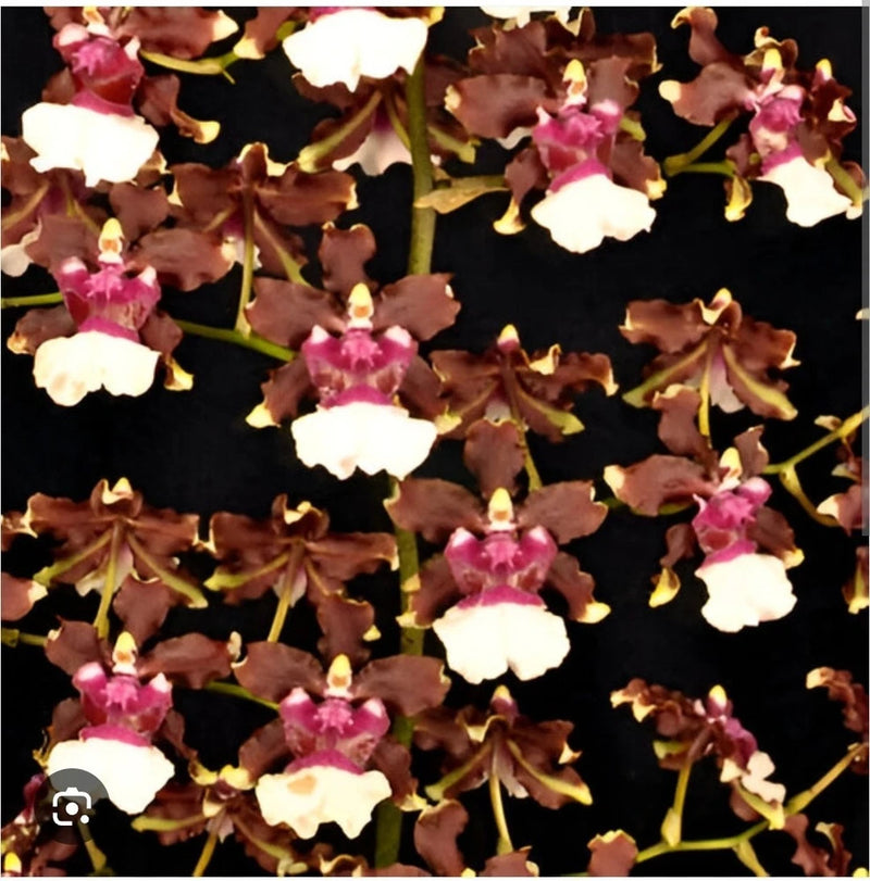 Live oncidium orchid plant with pink, white, and brown-spotted blooms and green stems