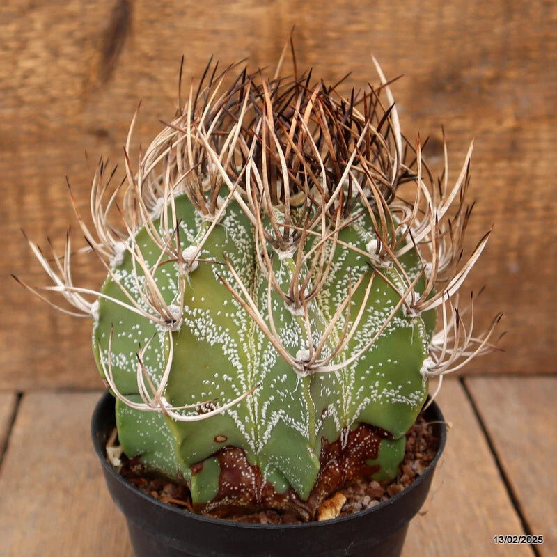 Potted green cactus with white speckles and spines in a black pot