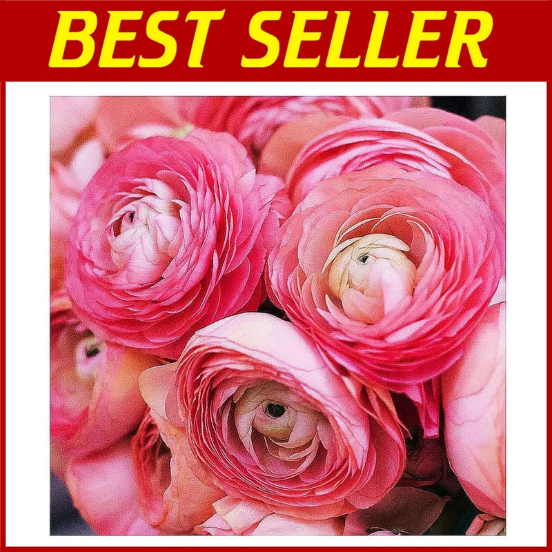 Pink French Ranunculus Corms - 12 Largest Size Bulbs Ranunculus