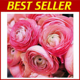 Pink French Ranunculus Corms - 12 Largest Size Bulbs Ranunculus