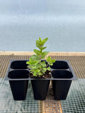 Oregano Live Plant - Seedlings/Plugs and Plants - 3"- 12" tall - 30-60+ days old Green Plant