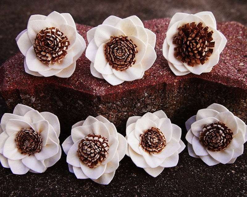 Artificial sola wood carnation diffuser flowers, white petals with brown center, 5 cm