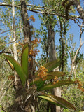 Trichocentrum undulatum, RARE Florida native Mule Ear Orchid, Flask Grown Orchids