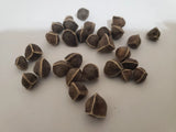 20 Moringa Oleifera -Drumstick Plant Tree Seeds for Planting Organic non GMO Garden Plants