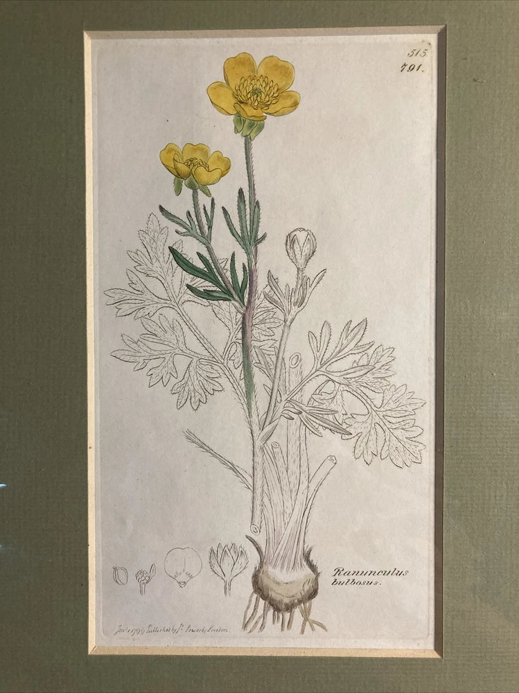 1799 Antique Botanical   Engraving, Hand Colored Ranunculus  Bulbosus LOWERBY _ Ranunculus