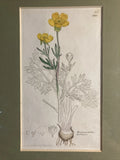 1799 Antique Botanical   Engraving, Hand Colored Ranunculus  Bulbosus LOWERBY _ Ranunculus