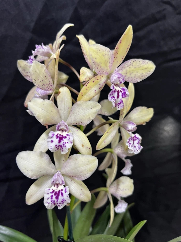 Cream orchid cluster with purple-speckled centers and green stems, in bouquet.