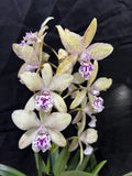LSA. Dick Pippen ÒLemon Yum-YumsÓ Orchids