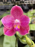 Original Phal Phalaenopsis Mituo Reflex Dragon x Mituo Sunrise-FRAGRANT Orchids