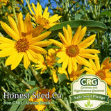 250+ MAXIMILIAN Sunflower PERENNIAL Seeds | Non-GMO | 8 ft tall - USA Free Ship Sunflower