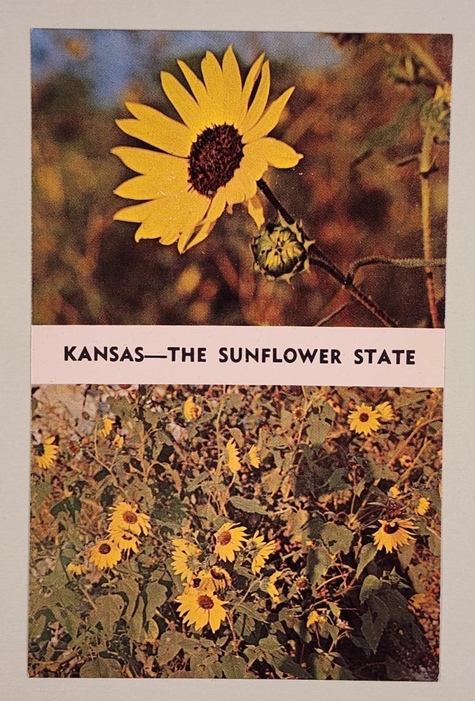 Kansas - The Sunflower State Postcard Sunflower