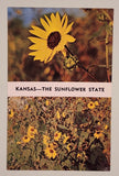 Kansas - The Sunflower State Postcard Sunflower