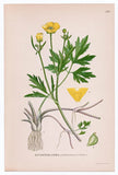 1926 Lindman Botanical Flower Print, Creeping Buttercup (Ranunculus Repens) Ranunculus