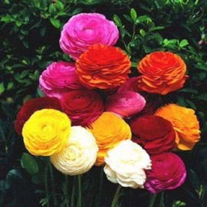 Ranunculus Rainbow Mix Persian Buttercup Bulbs 10 Bulbs Ranunculus