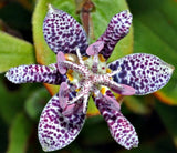 15+ TRICYRTIS JAPANESE TOAD LILY SEEDS / SHADE LOVING PERENNIAL / DEER RESISTANT Lily