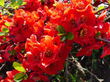 20 Red Flowering DWARF QUINCE Shrub Fruit Chaenomeles Japonica Scarlet Seeds Flowering Plants