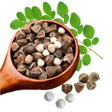 Organic Moringa Oleifera Drumstick Seeds Non-GMO (Ch�m Ng‰y) Garden Plants
