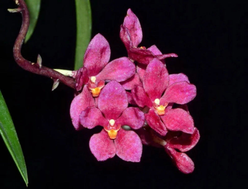 Raspberry pink orchid cluster with five petals and yellow centers