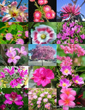 PINK FLOWER PLANTS MIX exotic garden tree fragrant bonsai bloom seed 15 seeds Garden Plants