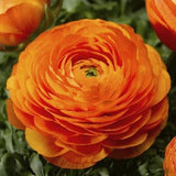 Pretty Ranunculus Imported Flower Bulbs Orange Pack of 2 bulbs Ranunculus