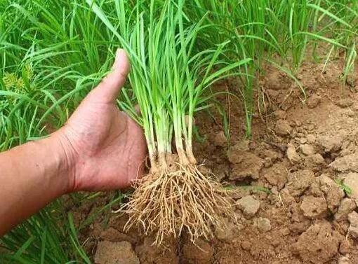 50-Fresh Garlic Chinese Chives leeks Allium Bare Roots Live Plant  (Not Seeds) Green Plant