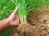 50-Fresh Garlic Chinese Chives leeks Allium Bare Roots Live Plant  (Not Seeds) Green Plant