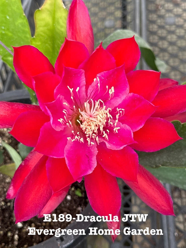 Red epiphyllum orchid cactus flower in 4-inch starter pot