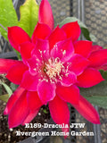 Rooted Epiphyllum Orchid Cactus ÒDracula JTWÓ Growing In 4Ó Starter pot. Orchids