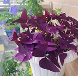 oxalis plant In Vase Orchids