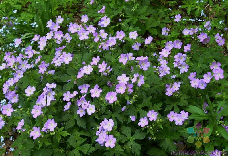 25+ Maculatum Geranium Seeds for Garden Planting - USA - FREE SHIPPING! Garden Plants