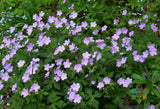 25+ Maculatum Geranium Seeds for Garden Planting - USA - FREE SHIPPING! Garden Plants