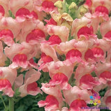 1000+ Opus Appleblossom Snapdragon Seeds for Garden - USA - FREE SHIPPING! Garden Plants