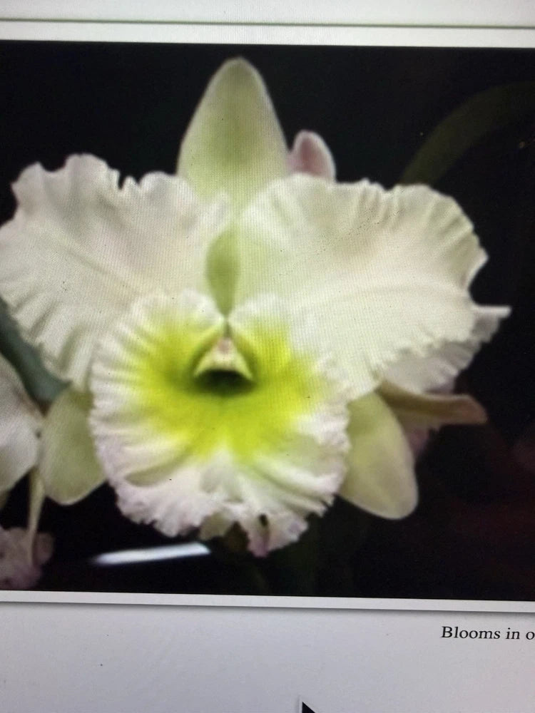 Orchid Plant Cattleya 3 in pot with bud surp no tag Orchids
