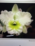 Orchid Plant Cattleya 3 in pot with bud surp no tag Orchids