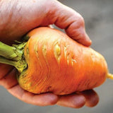 1000+ Oxheart Carrot Seeds for Garden Planting - USA - FREE SHIPPING! Garden Plants